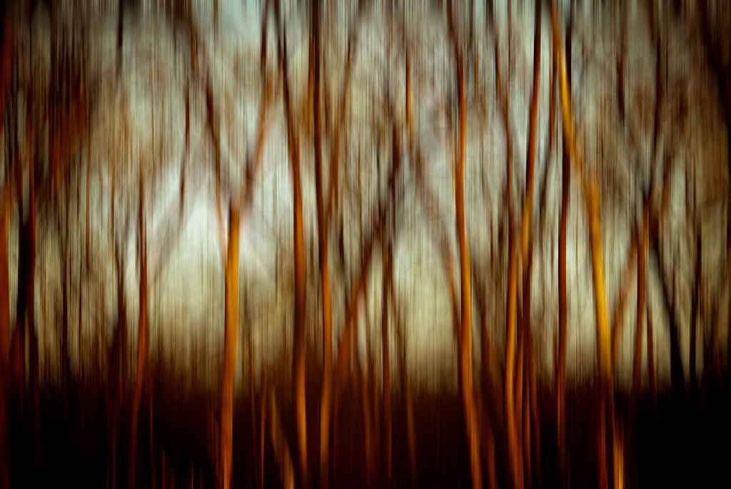 Forest Abstract