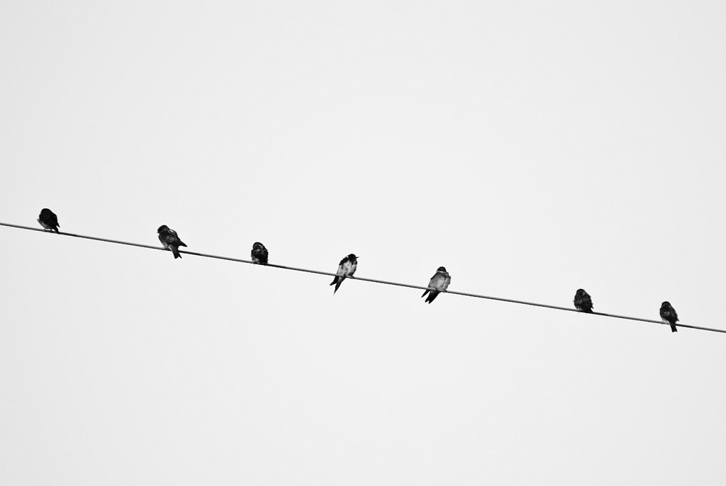 Birds on Wire