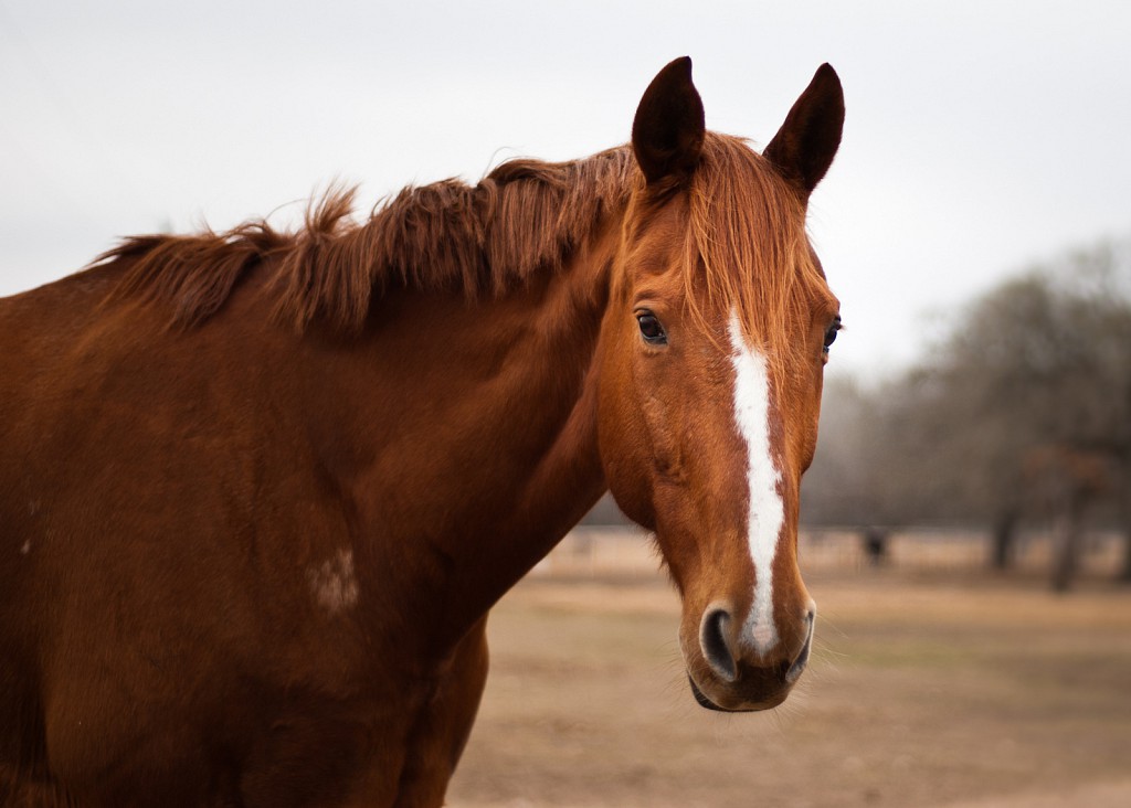 Lightening Ball Portrait