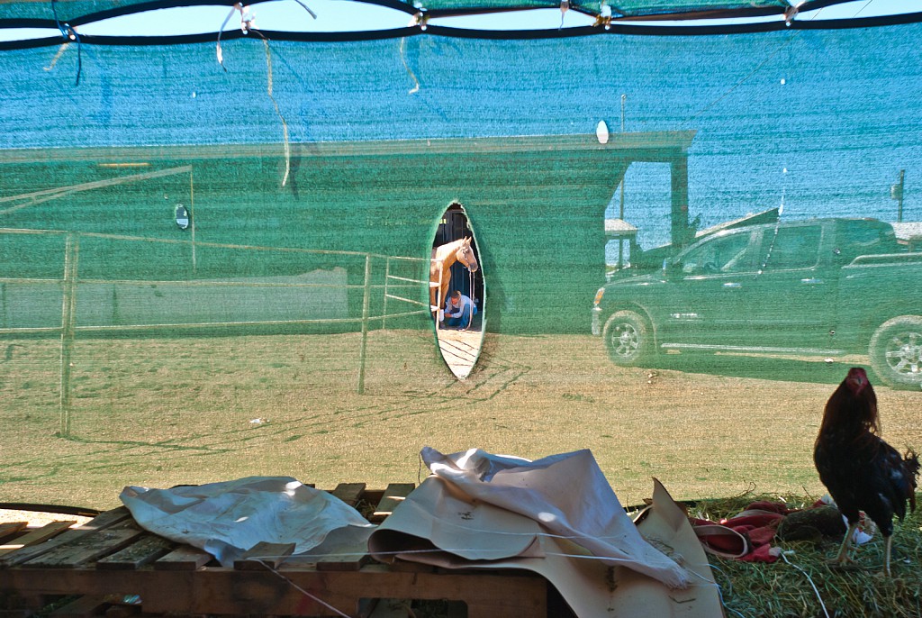 Backside at Albuquerque Downs