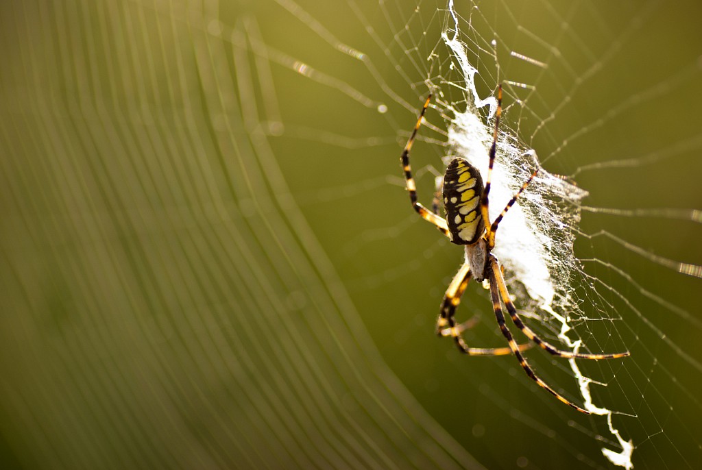 Garden Spider