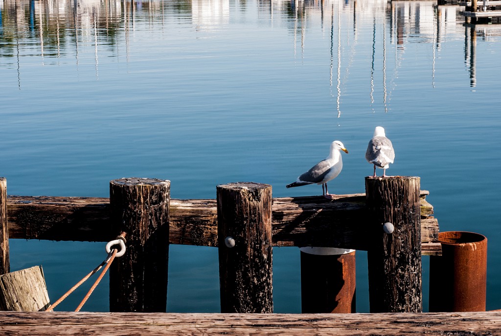 Gulls at Point Hudson Marina