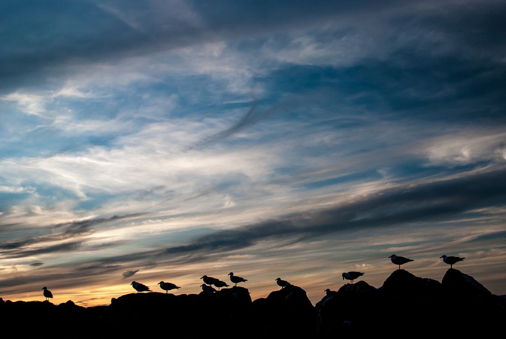 Gulls at Dusk