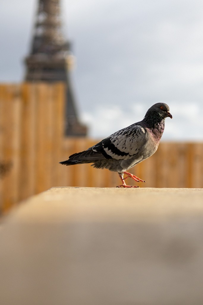 Trocadéro pigeon