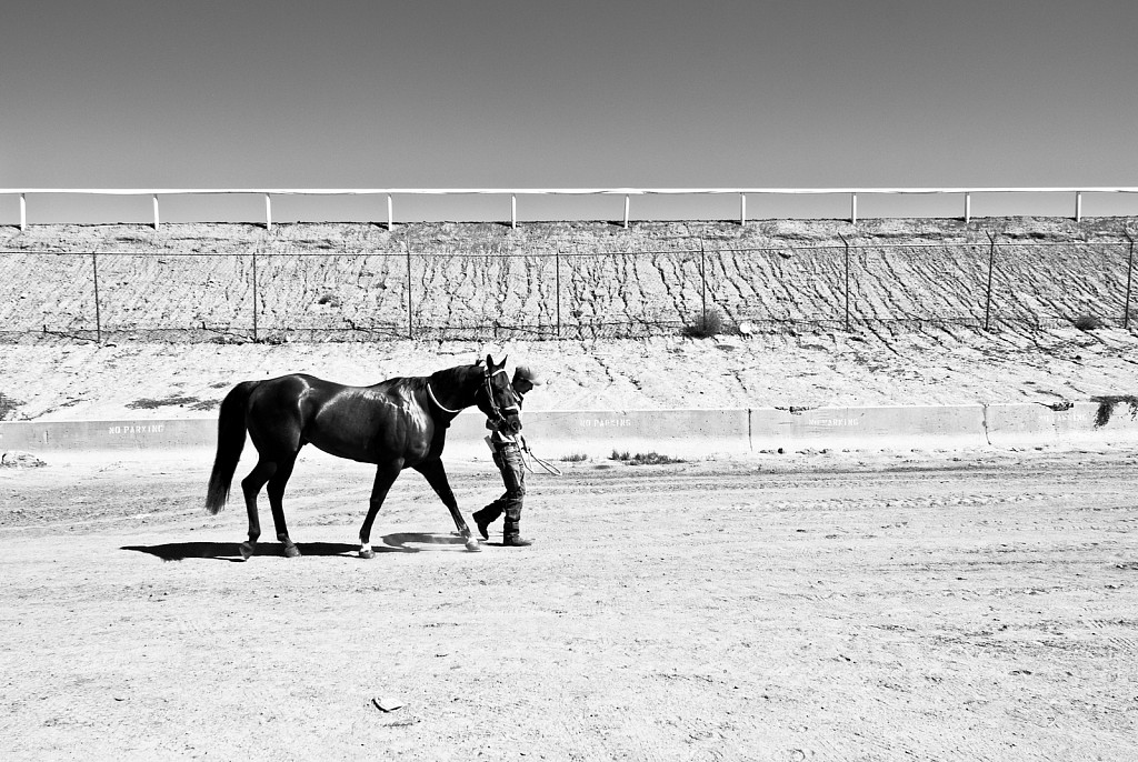 Racehorse at Albuquerque Downs